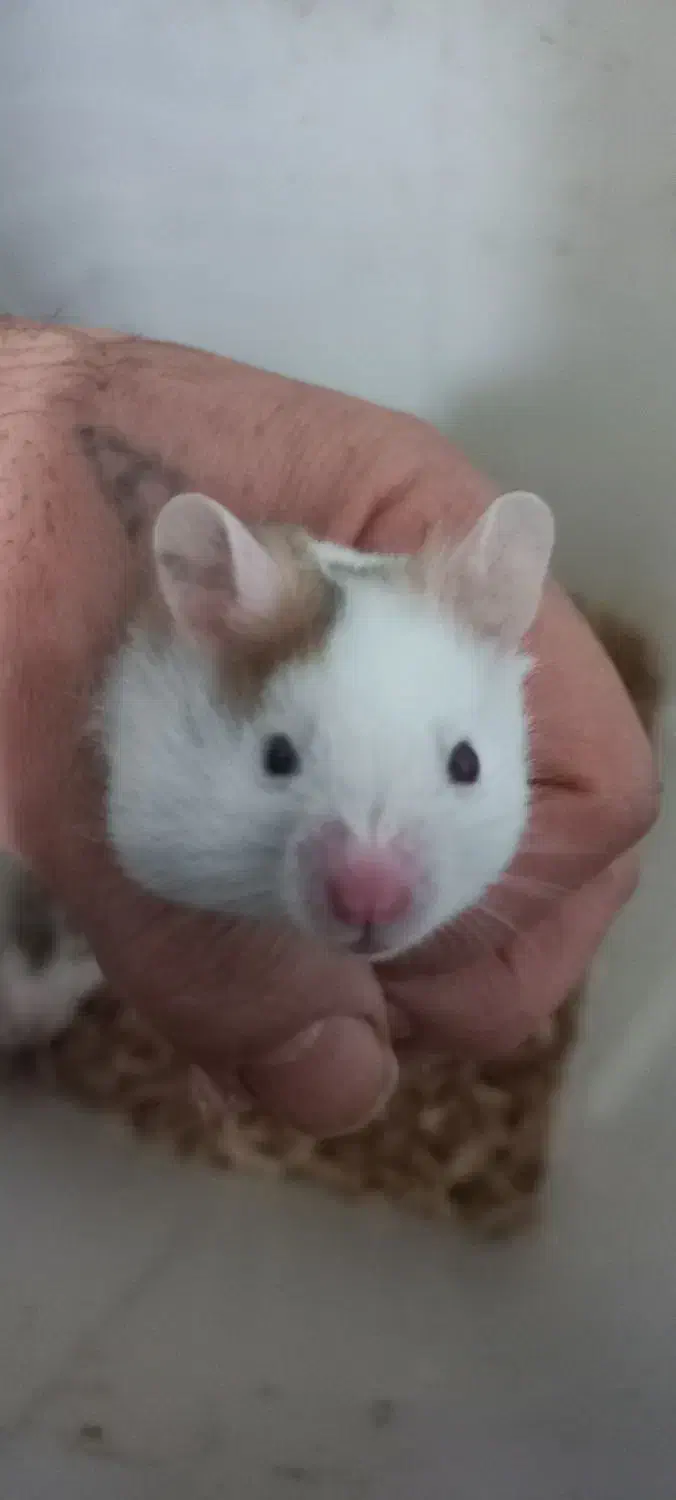 همستر نژادپشمالودست اموز رام|موش و خرگوش|رشت, استقامت ۲|دیوار