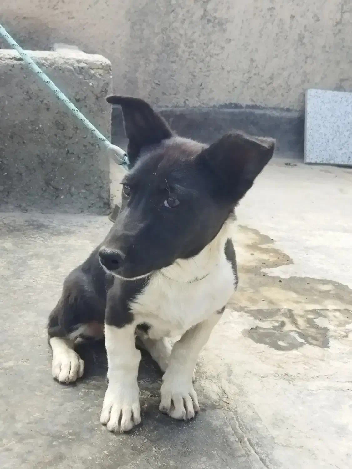 سگ.|سگ|زاهدان, |دیوار