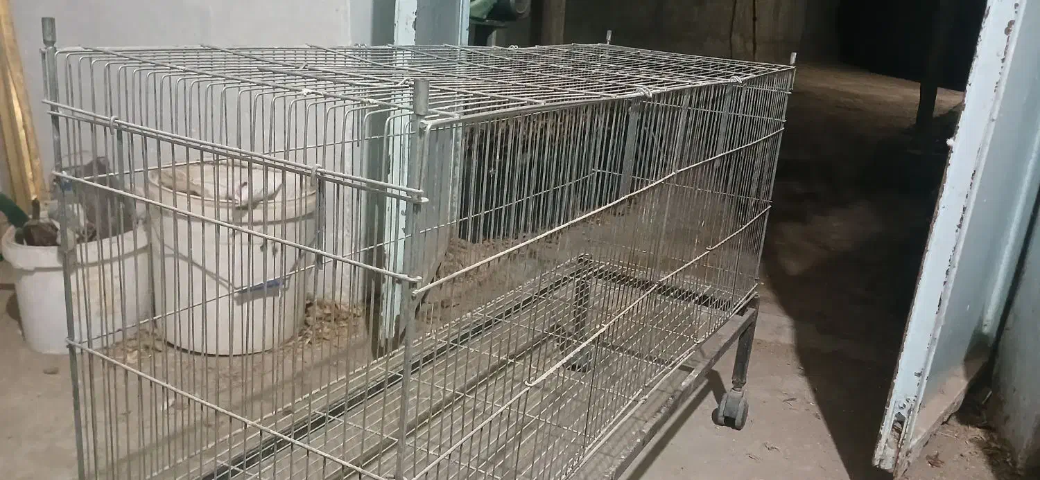 انواع قفس|لوازم جانبی حیوانات|بوئین زهرا, |دیوار