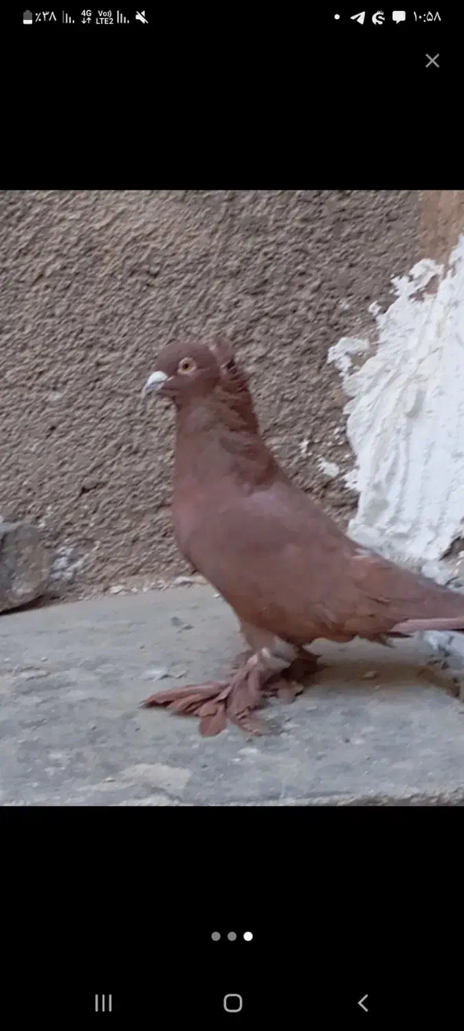 راعب اصیل معاوضه|پرنده|قرچک, میرزائی شمالی|دیوار