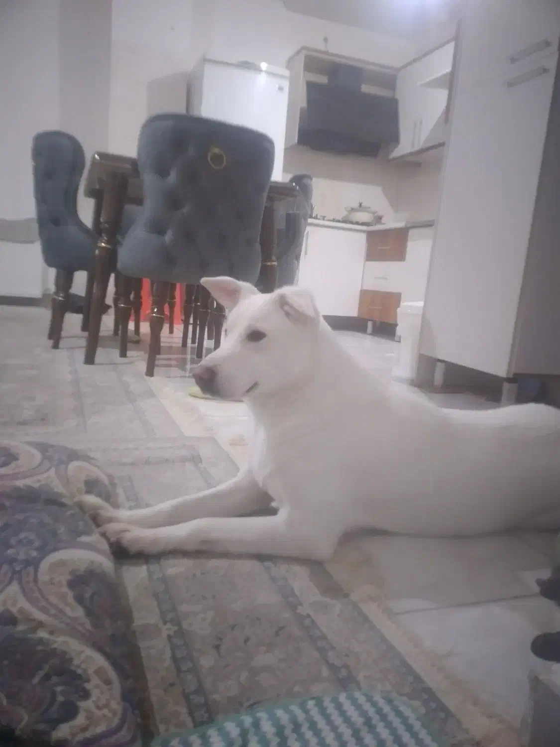 سگ میکس شرمن هاسکی ماده|سگ|کرج, کوی امامیه|دیوار