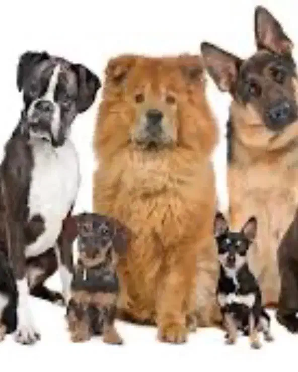 یک سگ نژاد دار در محدوده روانسر پیدا شده|حیوانات|کرمانشاه, |دیوار