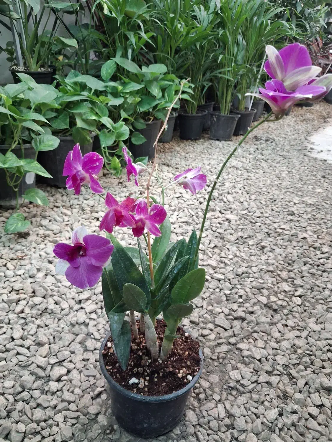 ارکیده دندروبیوم فالانوپسیس وانیل البوکا اسپیرالیس|گل و گیاه طبیعی|مشهد, شهرک صنعتی توس|دیوار