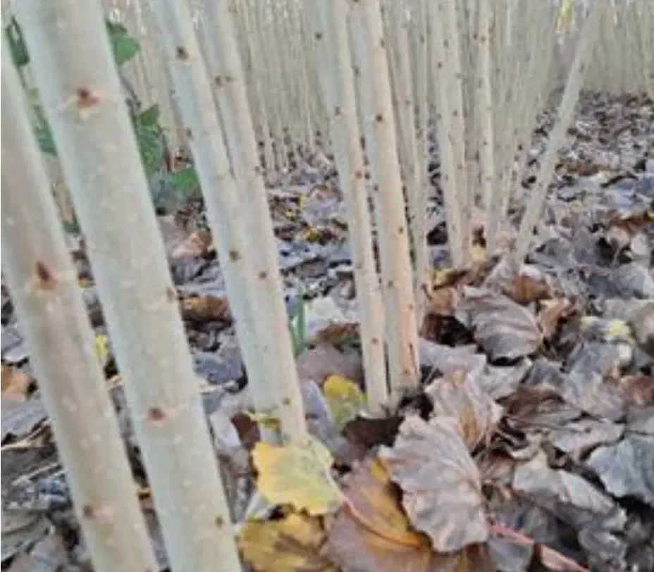 نهالستان میانداب|خدمات باغبانی و درختکاری|کاشان, کوی اداره گاز|دیوار