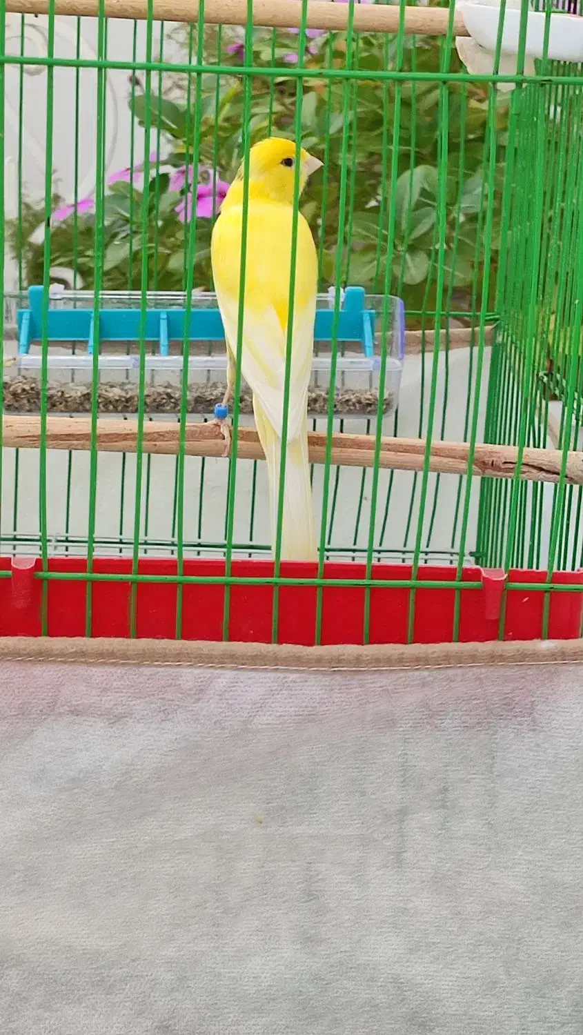 قناری سوپر مست|پرنده|خورموج, |دیوار