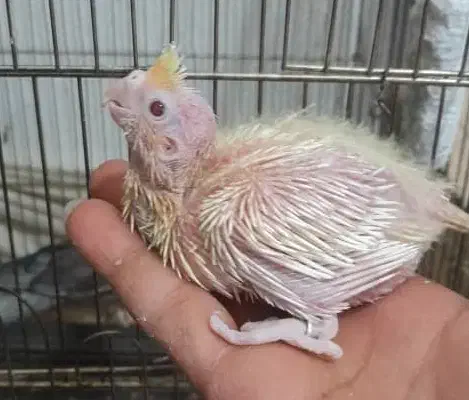 ۵عدد جوجه سرلاکی عروس هلندی ۲۵ روزه و ۱۵ روزه|پرنده|مرودشت, فیروزی|دیوار