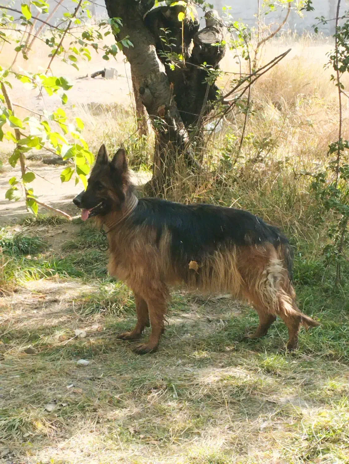 ژرمن کینگ مو بلند ماده|سگ|تهران, شهرک امام خمینی|دیوار