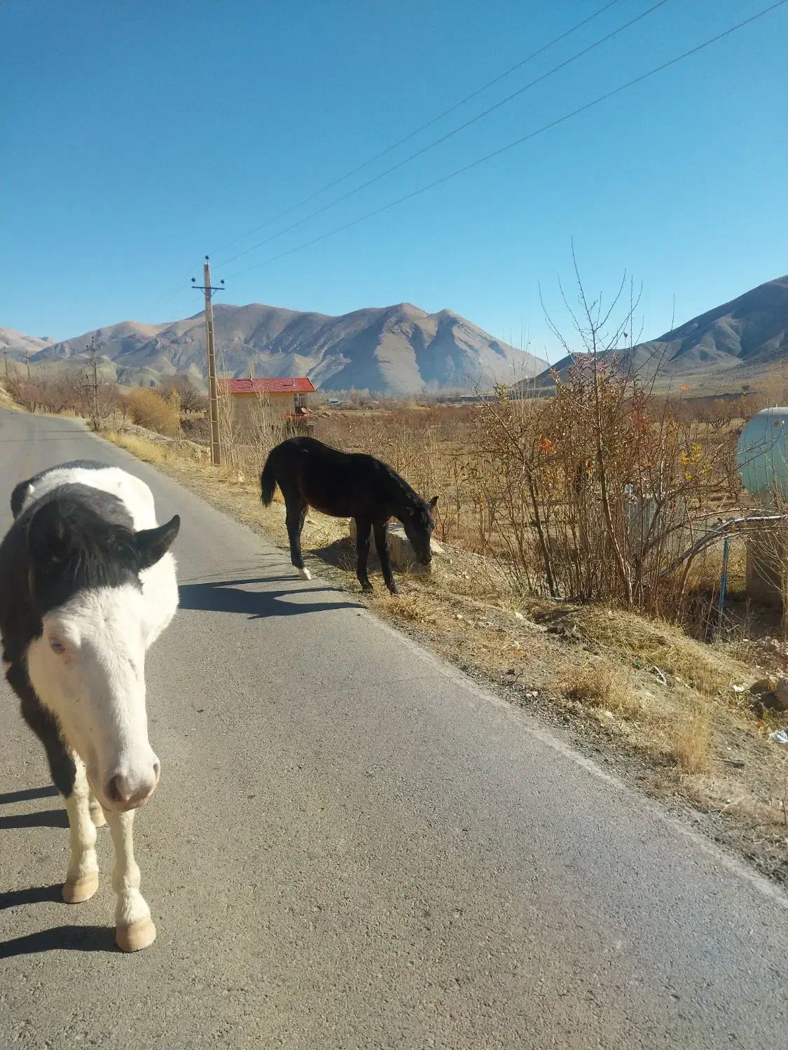 دوتا کره اسب فروشی|حیوانات مزرعه|ارجمند, |دیوار