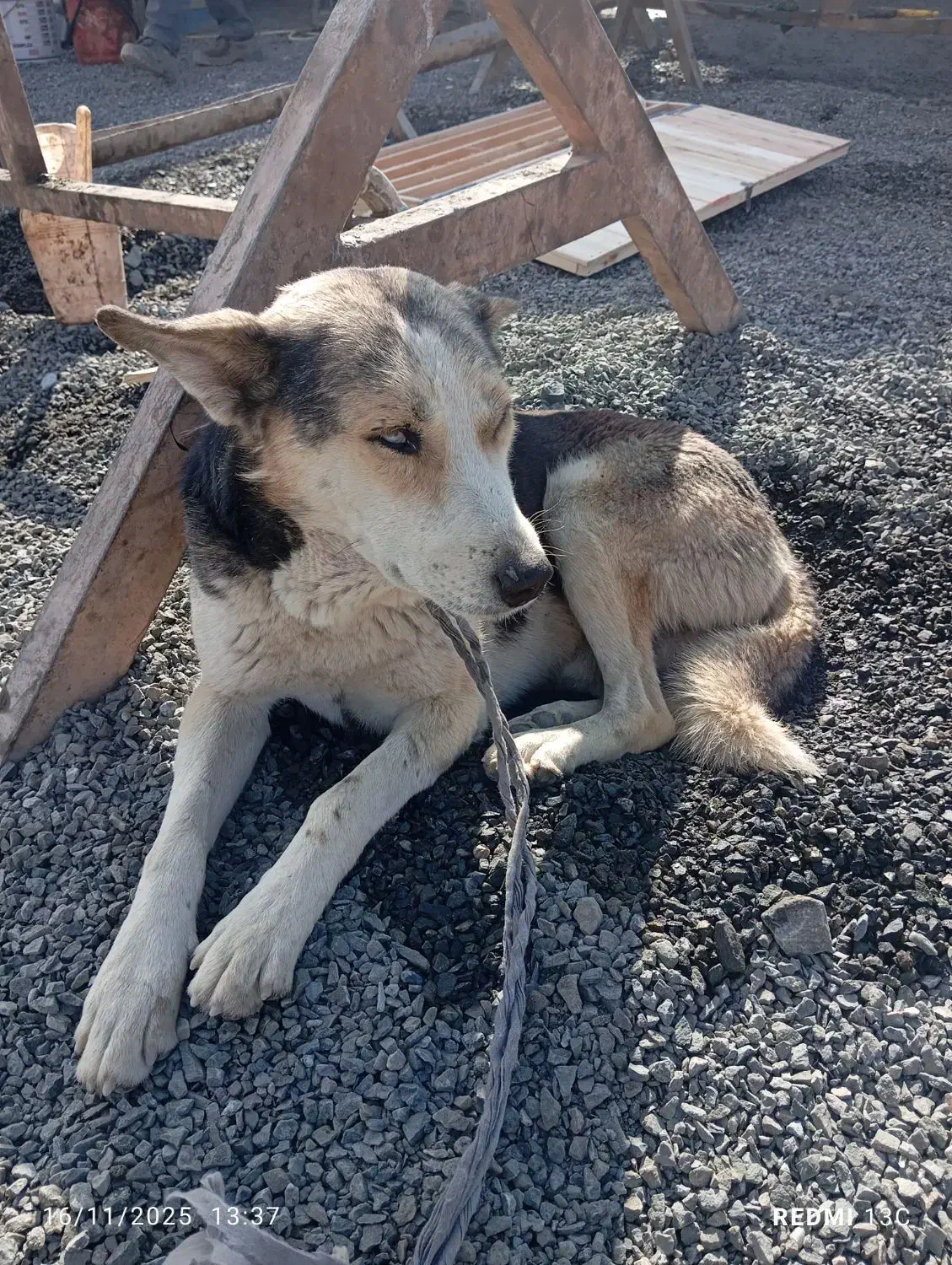 سگ هاسکی نر|سگ|آشخانه, |دیوار