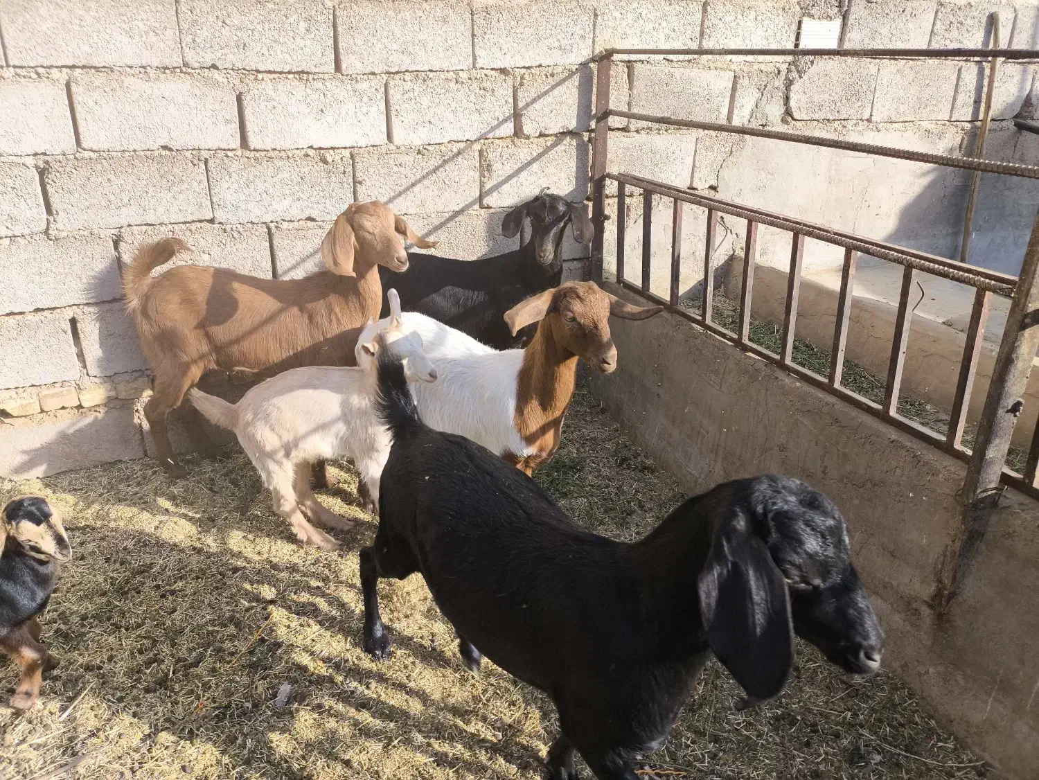 فروش سه بزغاله ماده|حیوانات مزرعه|خور (اصفهان), |دیوار