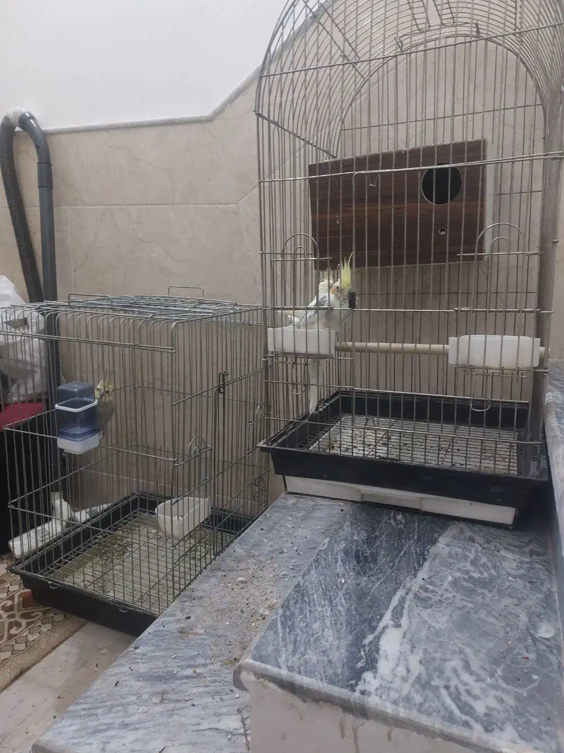 سه عددعروس|پرنده|قم, شهرک سازمان آب|دیوار