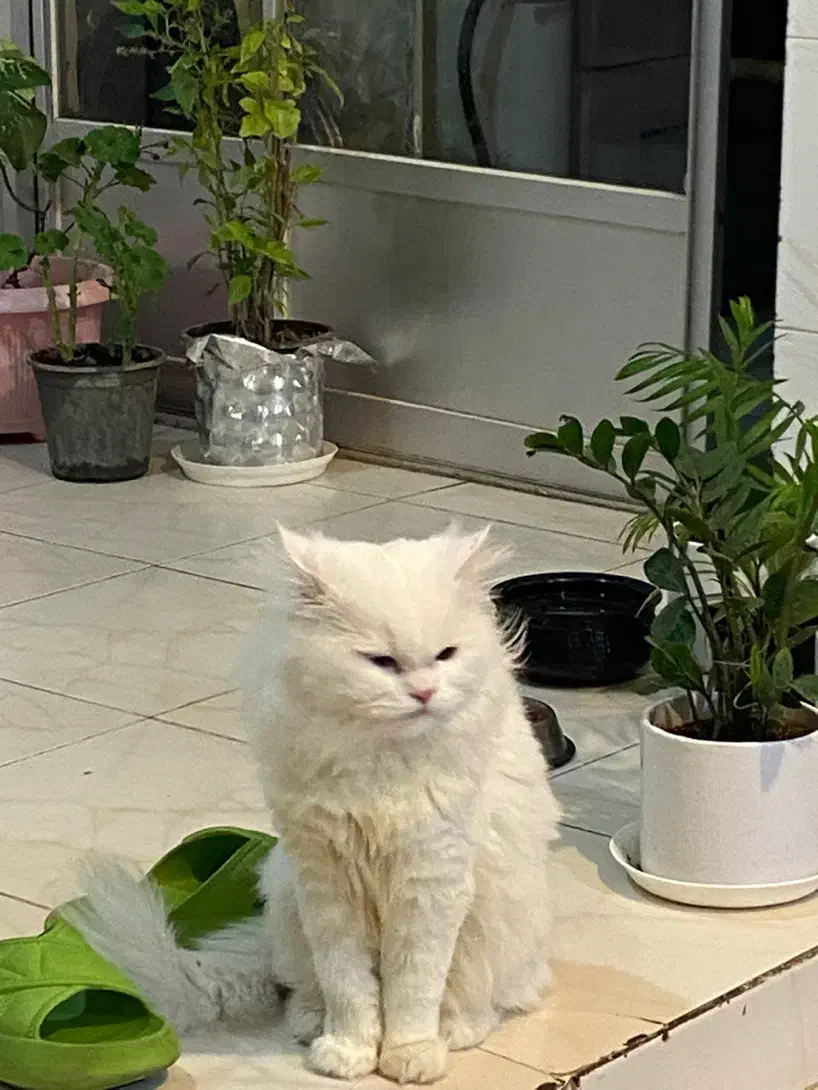 گربه پرشین نر|گربه|گرگان, |دیوار