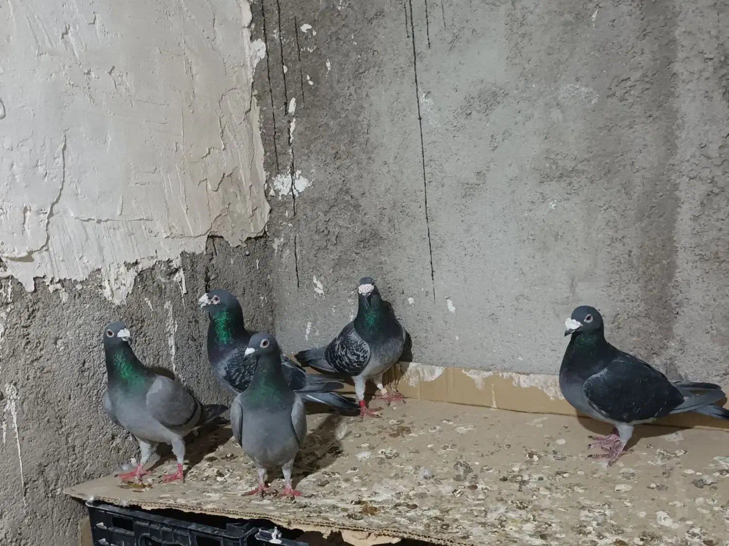 دوبر|پرنده|اردبیل, |دیوار