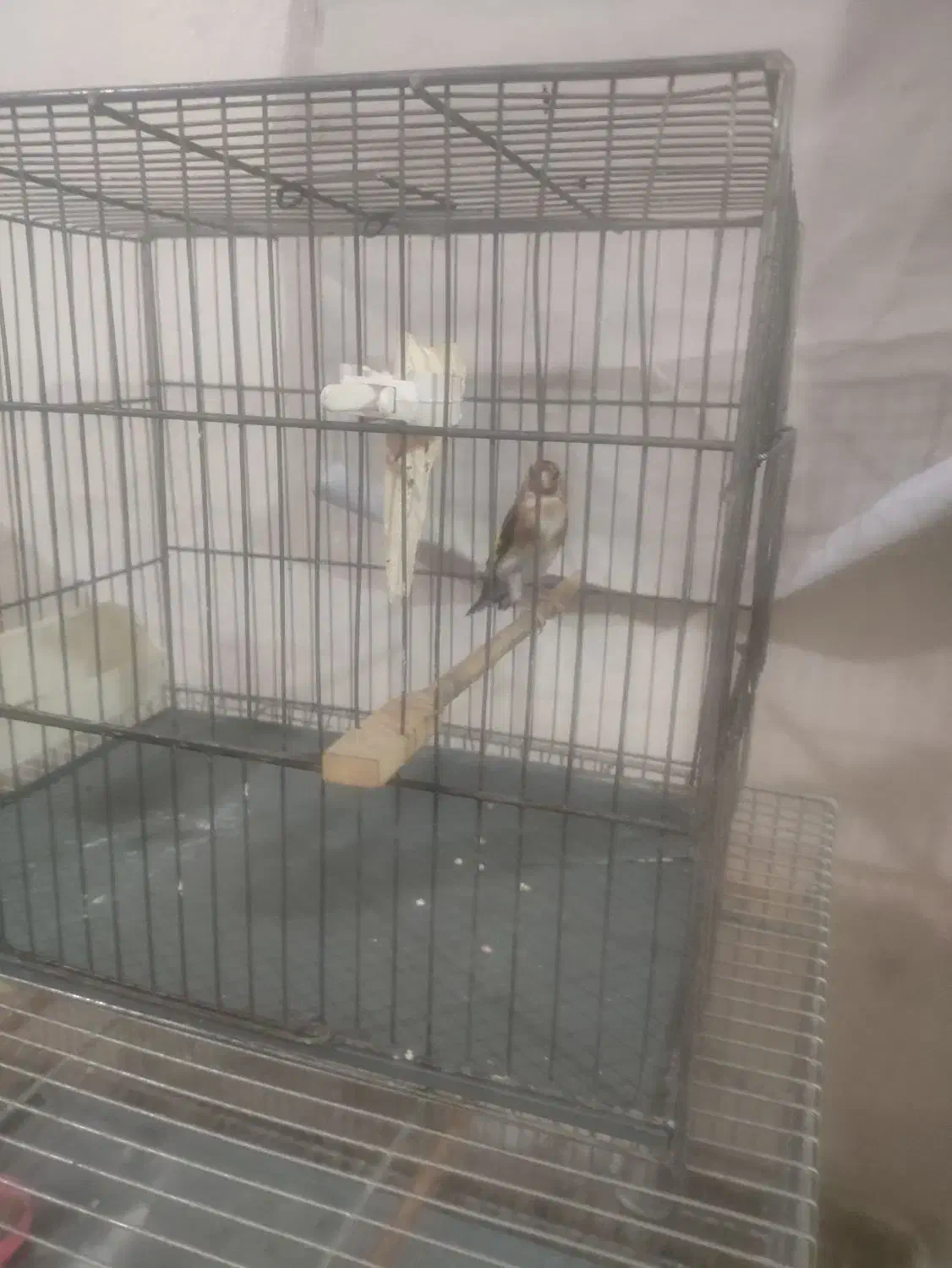 پرنده|پرنده|نسیم‌شهر, |دیوار