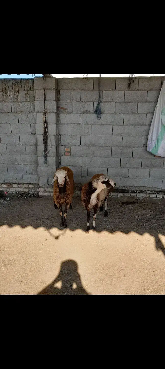 پای قوچی جنس|حیوانات مزرعه|گمیشان, |دیوار