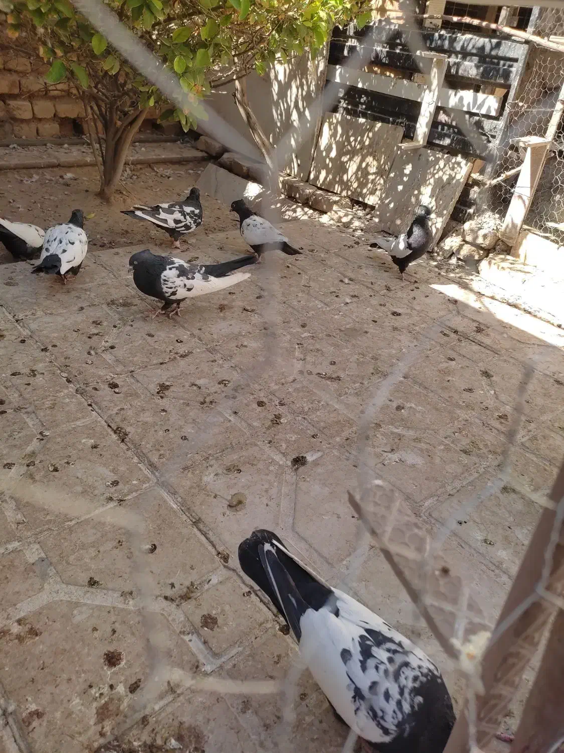 کبوتر سینه سیاه|پرنده|فسا, |دیوار