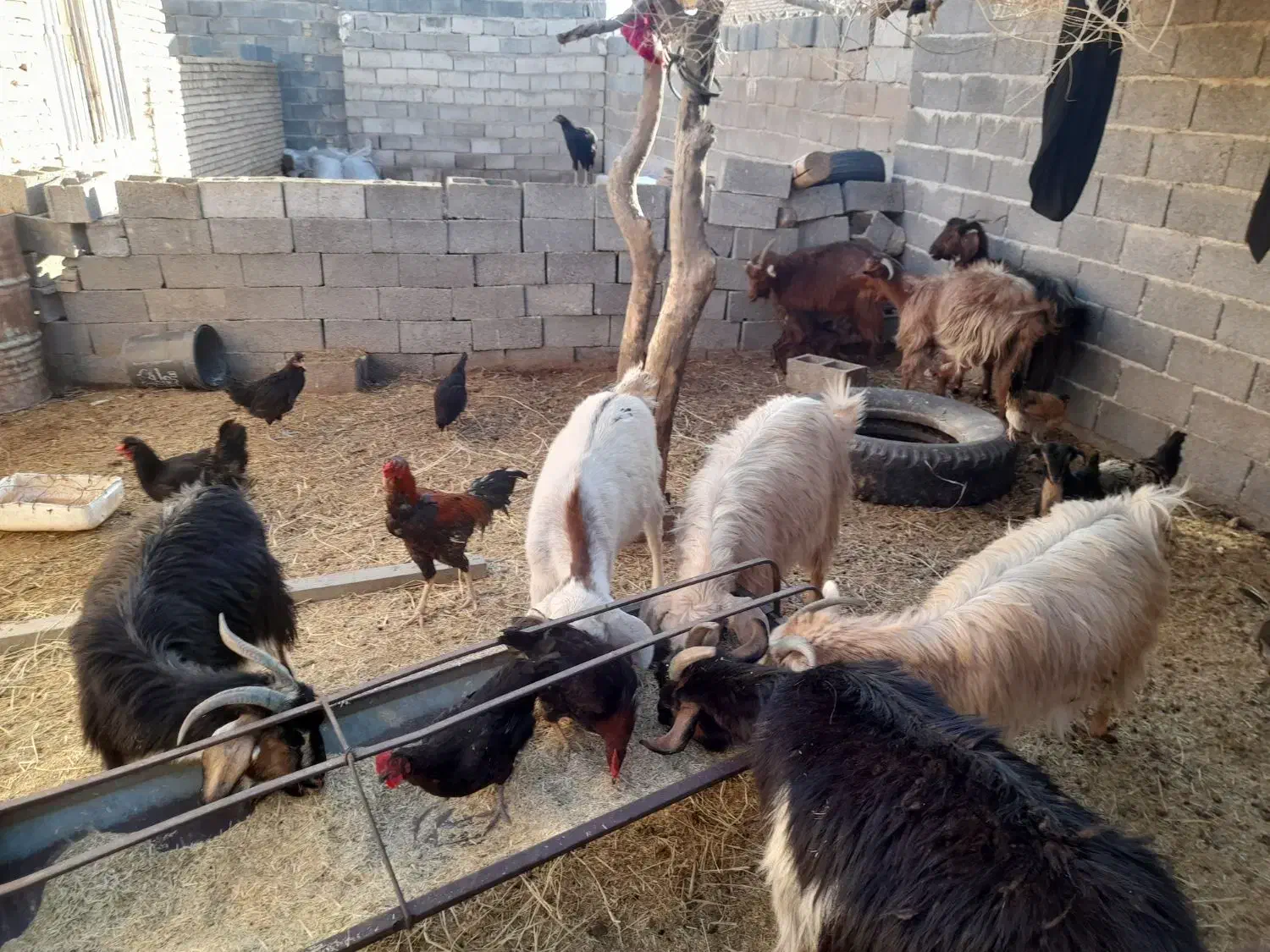 حیوانات|حیوانات مزرعه|نی‌ریز, |دیوار