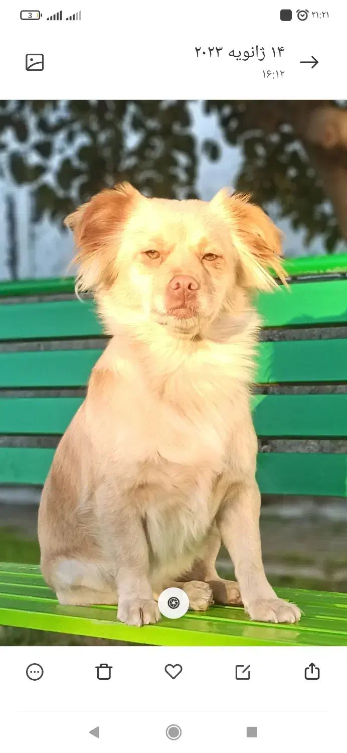 سگ گمشده در نعلبندان گرگان|حیوانات|گرگان, |دیوار