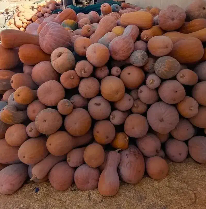 کدو حلوایی اورگانیک|خوردنی و آشامیدنی|کاشان, فاز ۱ ناجی آباد|دیوار