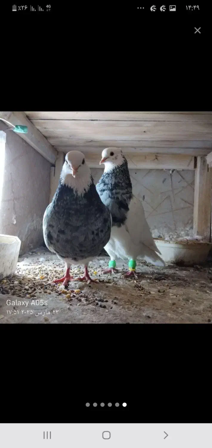 فروش و معاوضه|سگ|بهبهان, |دیوار