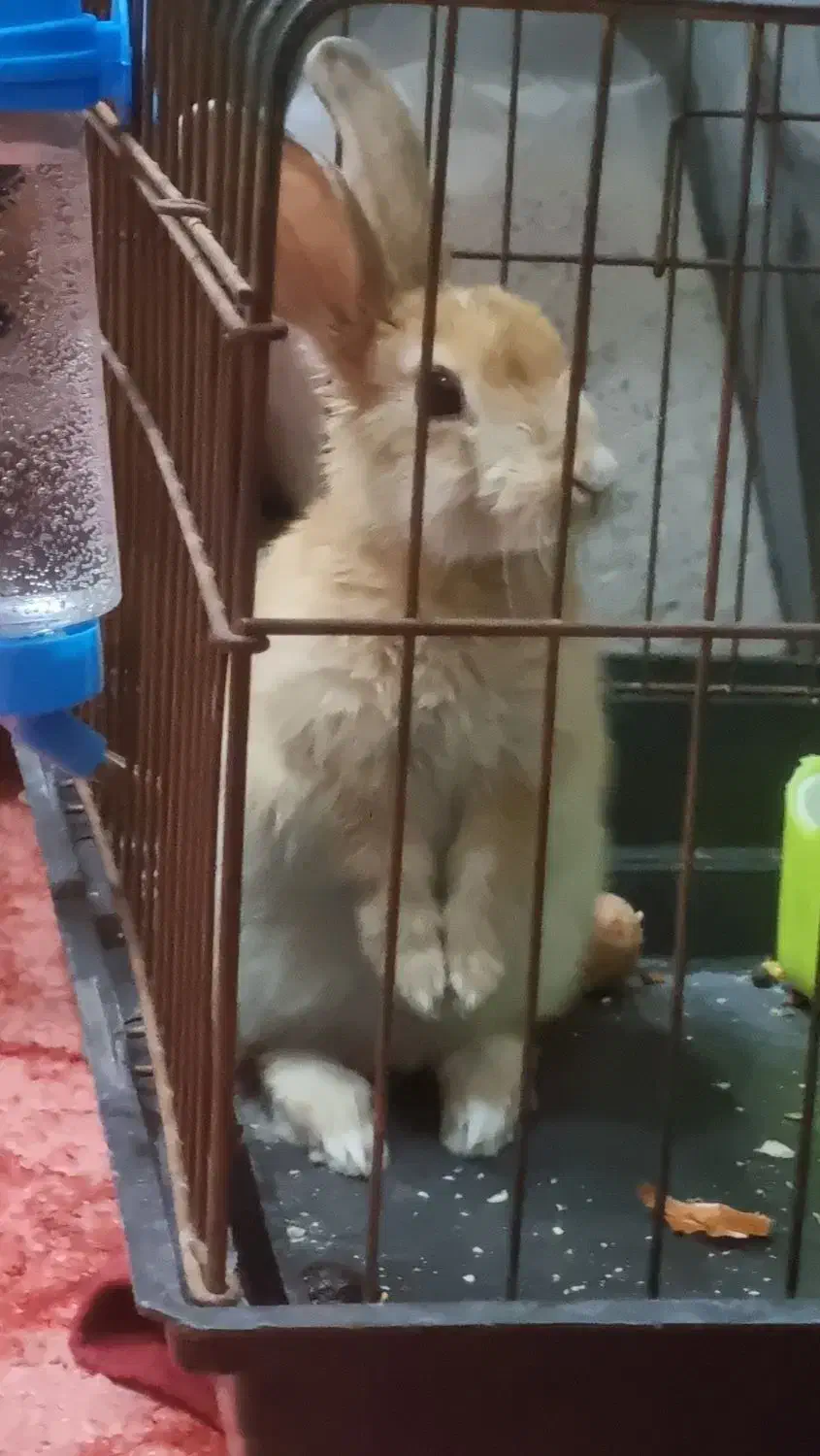 سرپرستی خرگوش ماده|موش و خرگوش|اندیشه, شهرک کوثر|دیوار