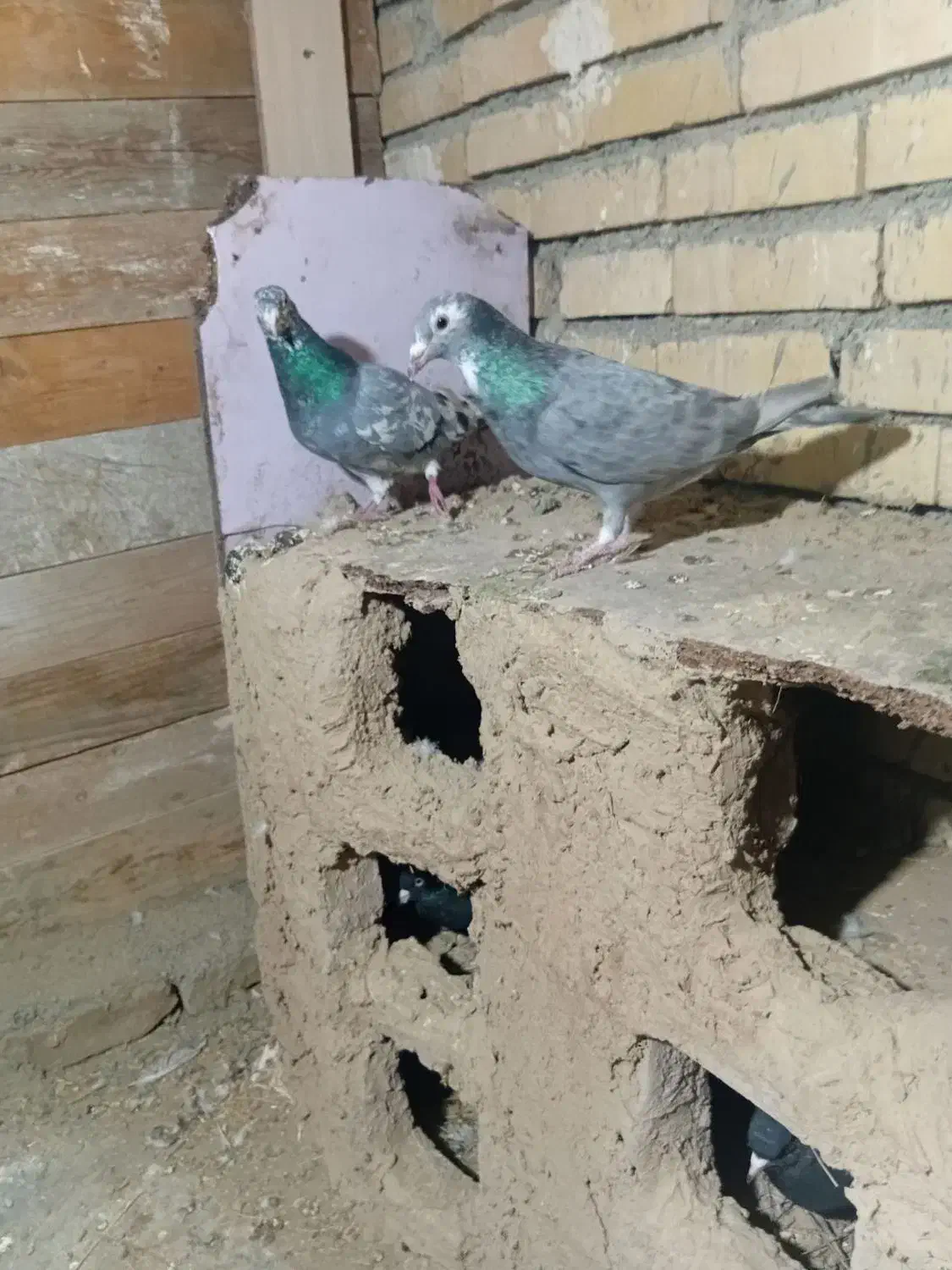 یک جفت کفتر سرور|پرنده|گلبهار, بیزکی|دیوار