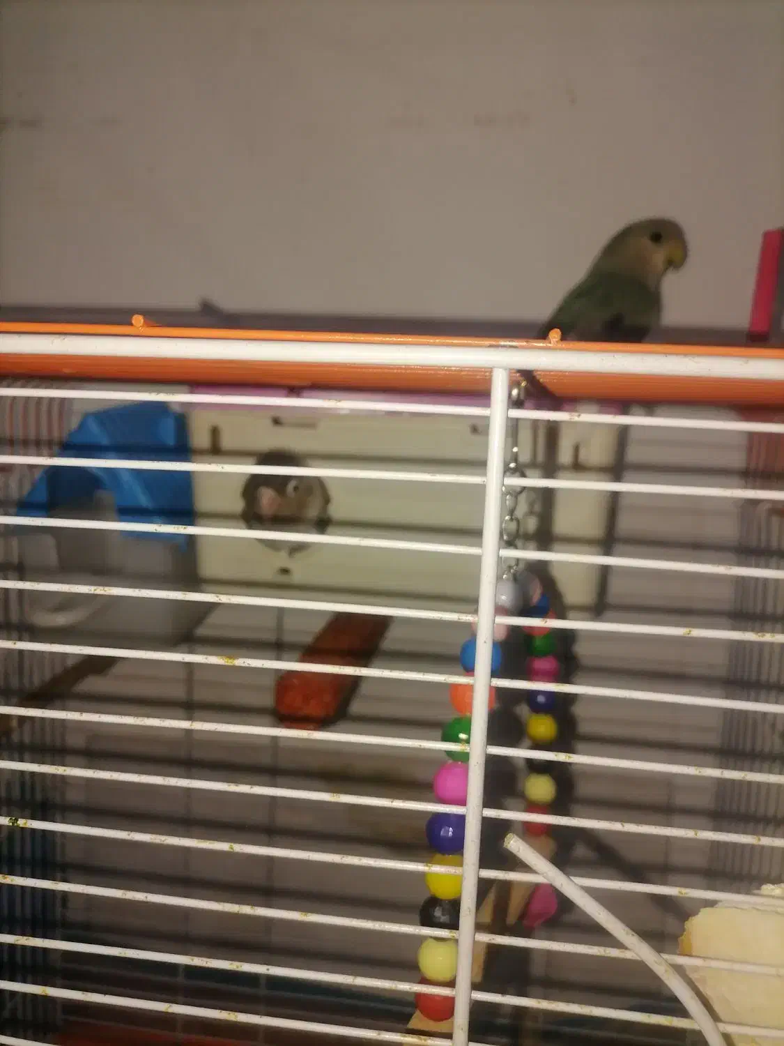 فروش ۲عدد طوطی برزیلی فیشر|پرنده|شهریار, شهرک وائین|دیوار