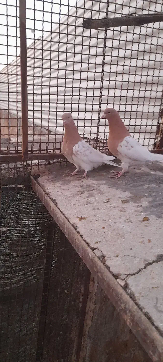 جفت کله زرد|پرنده|مه ولات, |دیوار