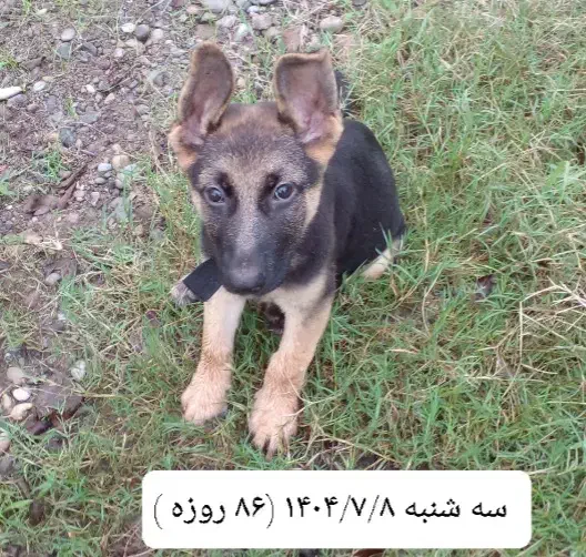 توله سگ ژرمن اصل ( نر ) ۸۸ روزه|سگ|لاهیجان, خمیر کلایه|دیوار