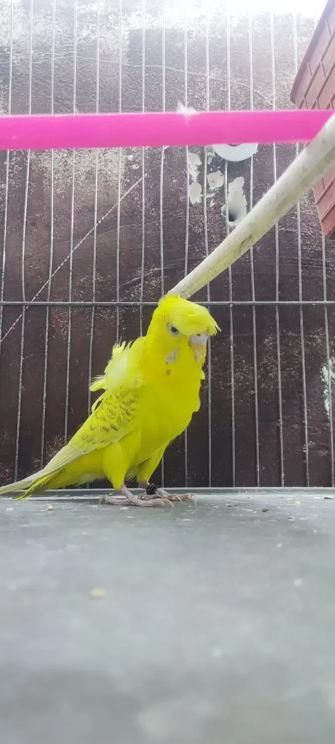 مرغ عشق پروانه ای مولد|پرنده|زیرکوه, |دیوار