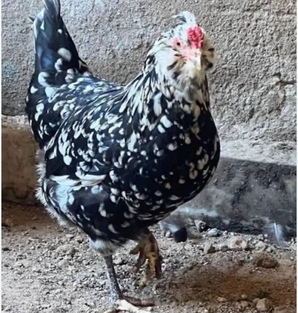 تخم نطفه دار|حیوانات مزرعه|بهبهان, |دیوار