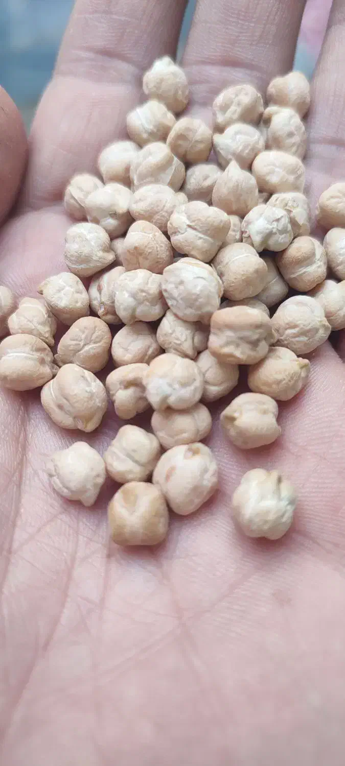 نخود پاییزه|عمده‌فروشی|کنگاور, |دیوار