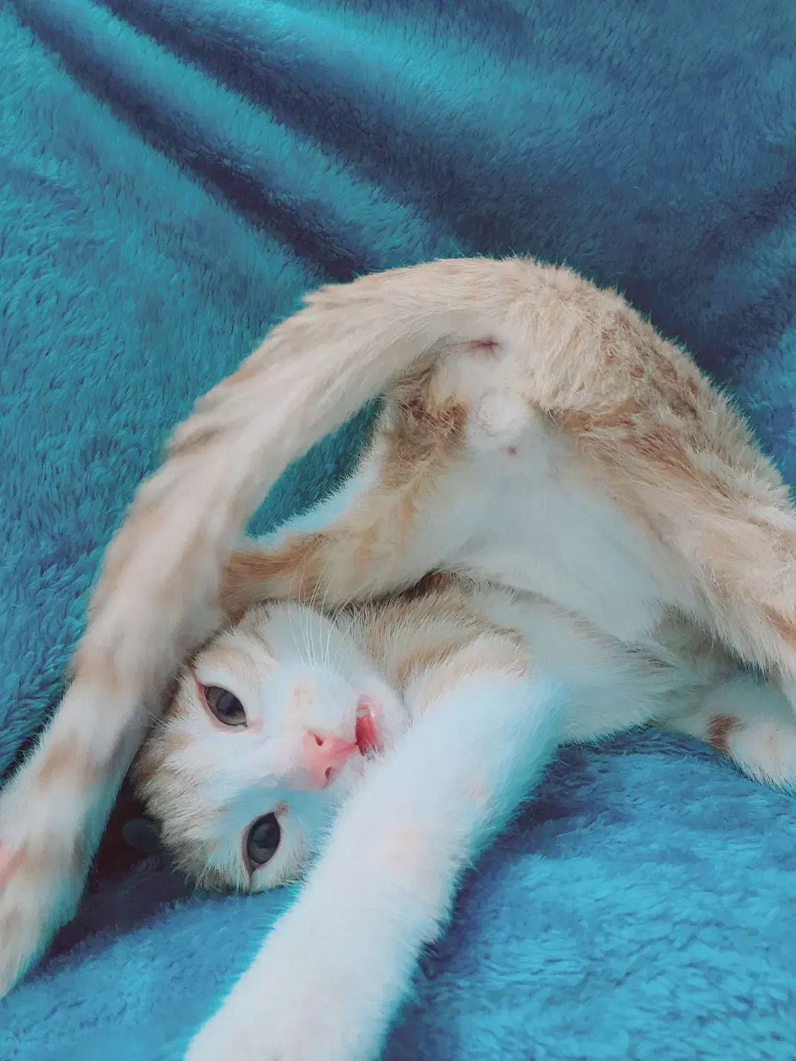 پسربچه گربهی ۳ ماهه|گربه|قم, بوستان علوی|دیوار