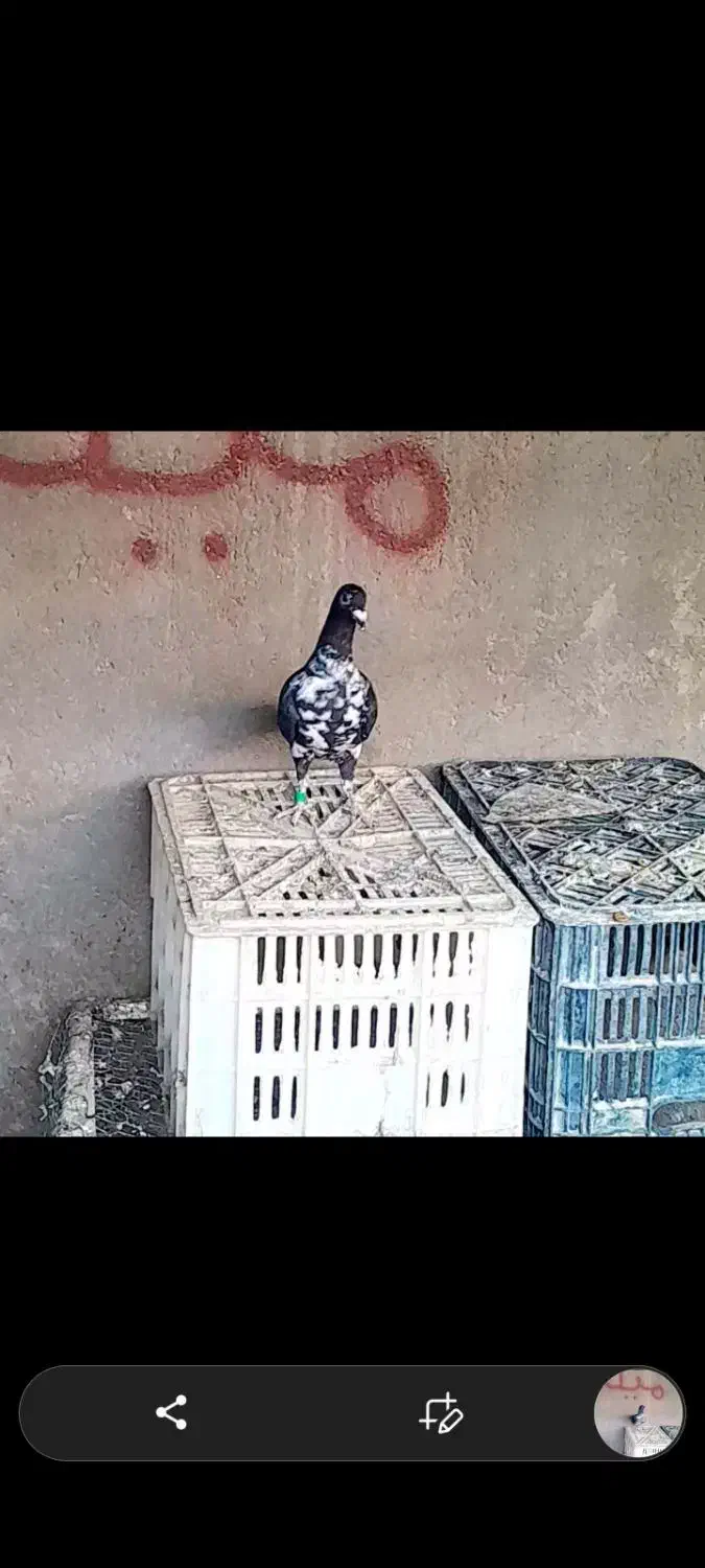 ماده بزک سینه سفید..|پرنده|رونیز, |دیوار