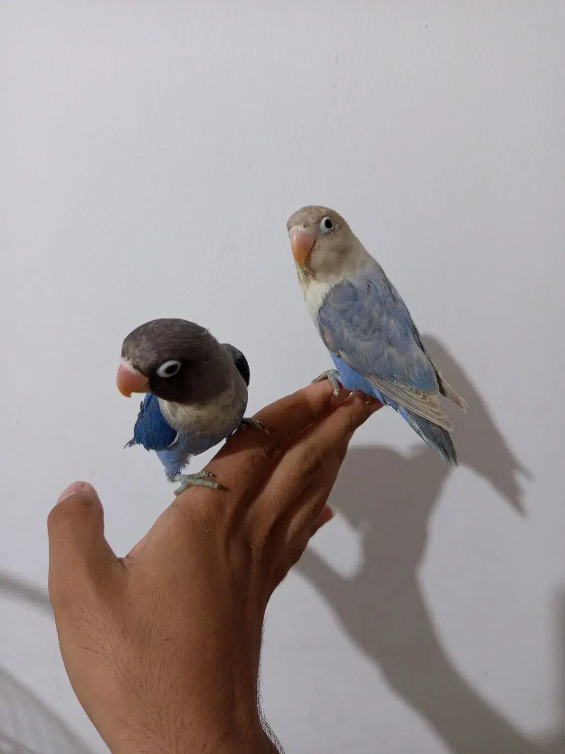 طوطی برزیلی|پرنده|ملارد, |دیوار