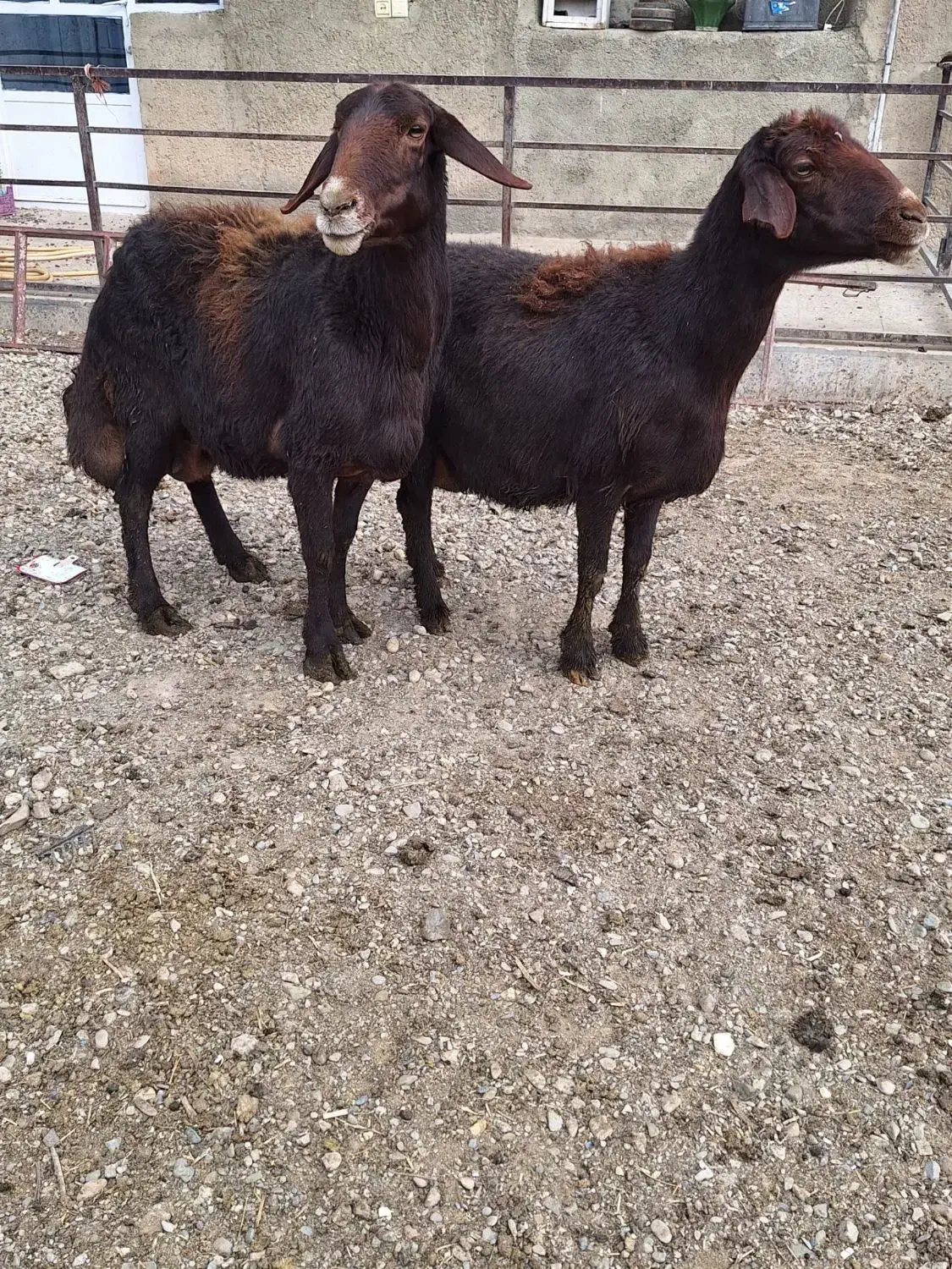 گوسفند ماده|حیوانات مزرعه|لالجین, |دیوار