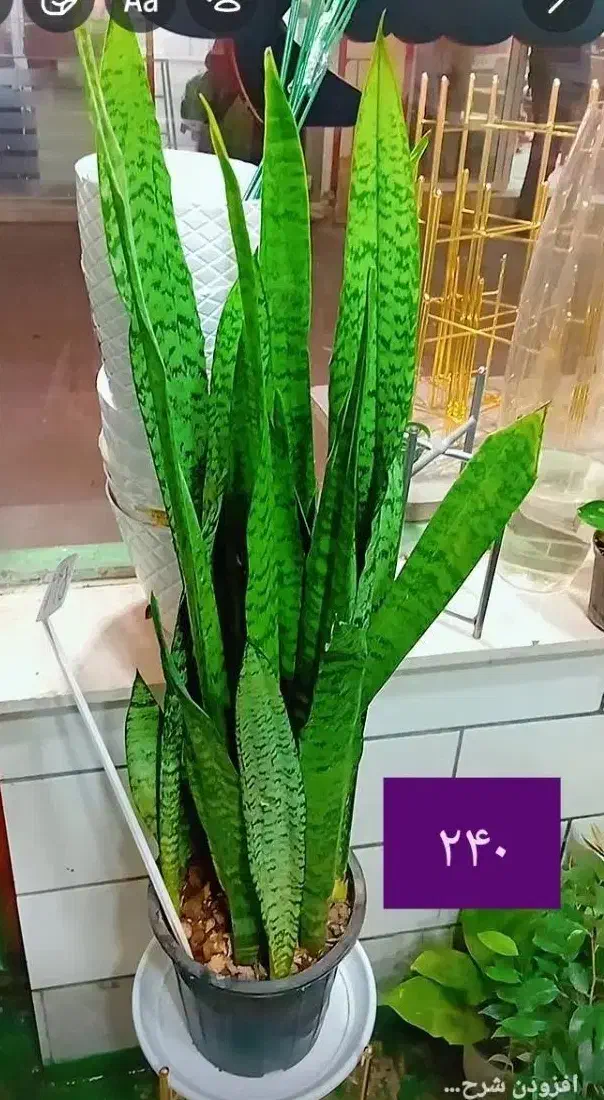 حراج تمام گل ها گلسرای فرشته شهرک قائم|گل و گیاه طبیعی|اراک, |دیوار