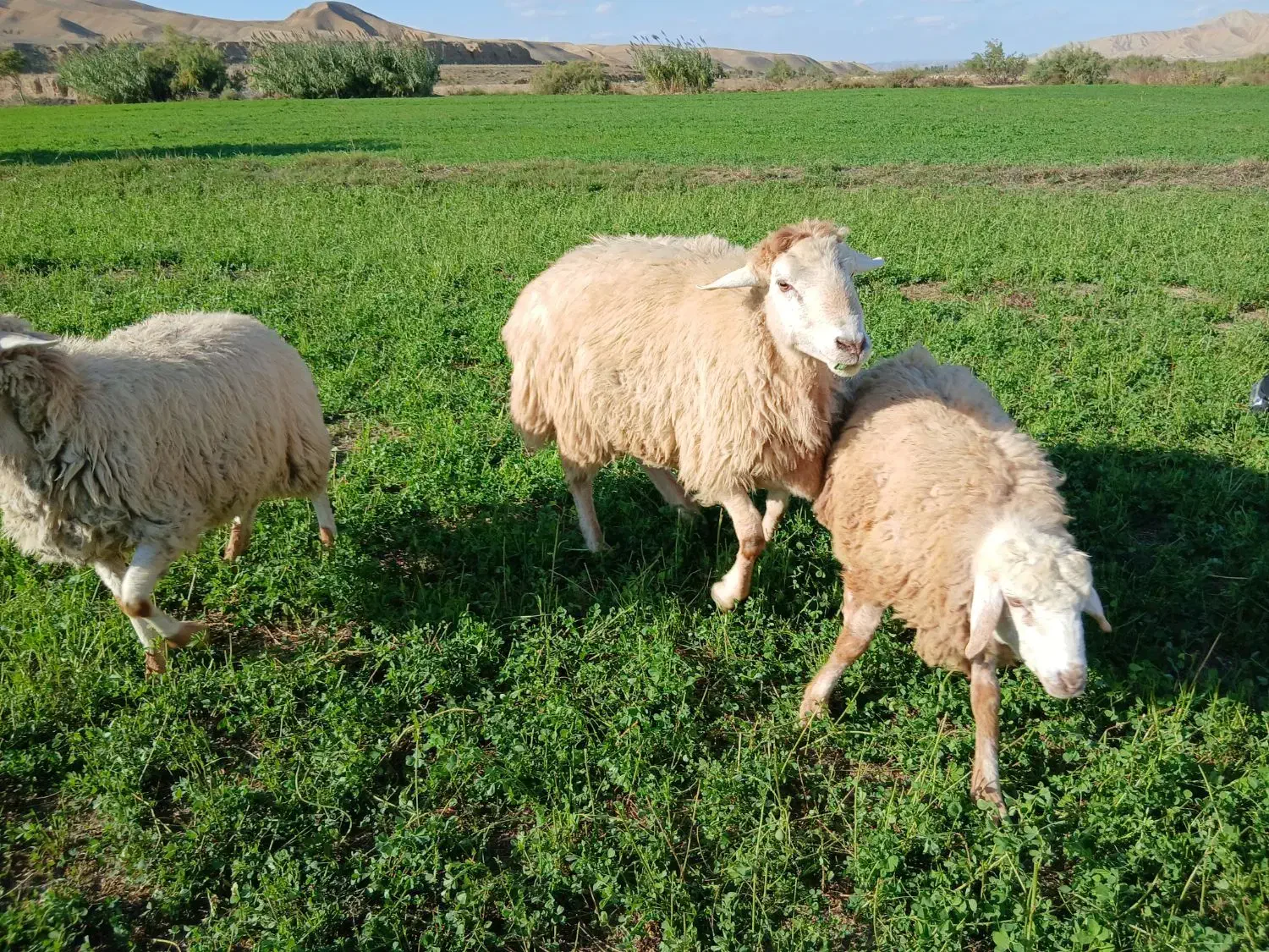 گوسفند۱۰۰تا|حیوانات مزرعه|دره رود, |دیوار