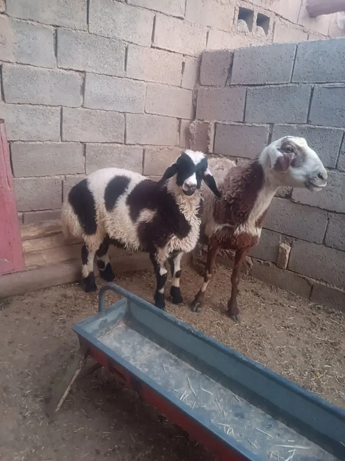 یک عدد میش بره نر|حیوانات مزرعه|قائن, |دیوار