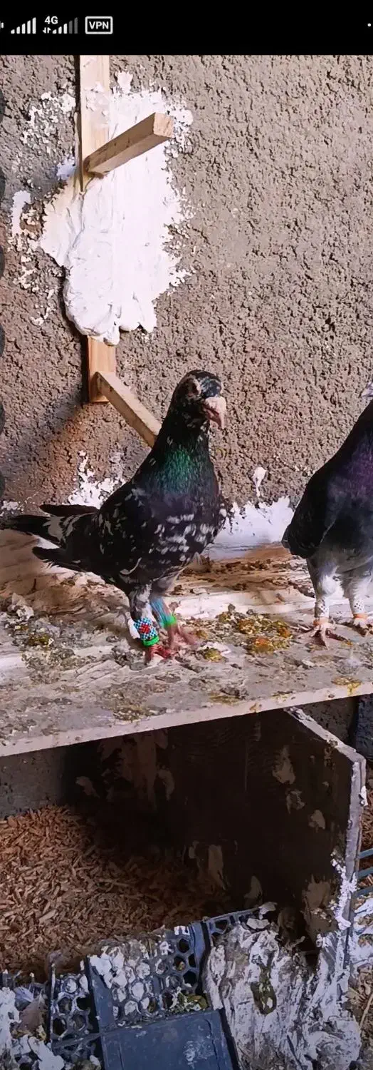 سار سیاه|پرنده|تربتحیدریه, قائم|دیوار