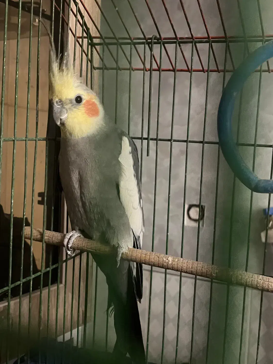 عروس هلندی|پرنده|سمنان, |دیوار