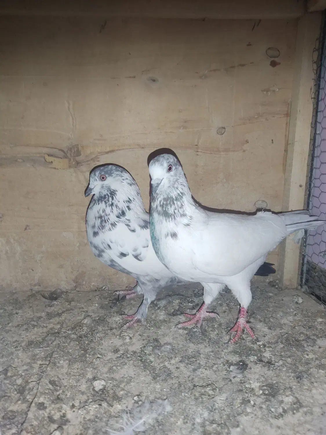 کفتر فروشی|پرنده|قم, علی آباد سعدگان|دیوار