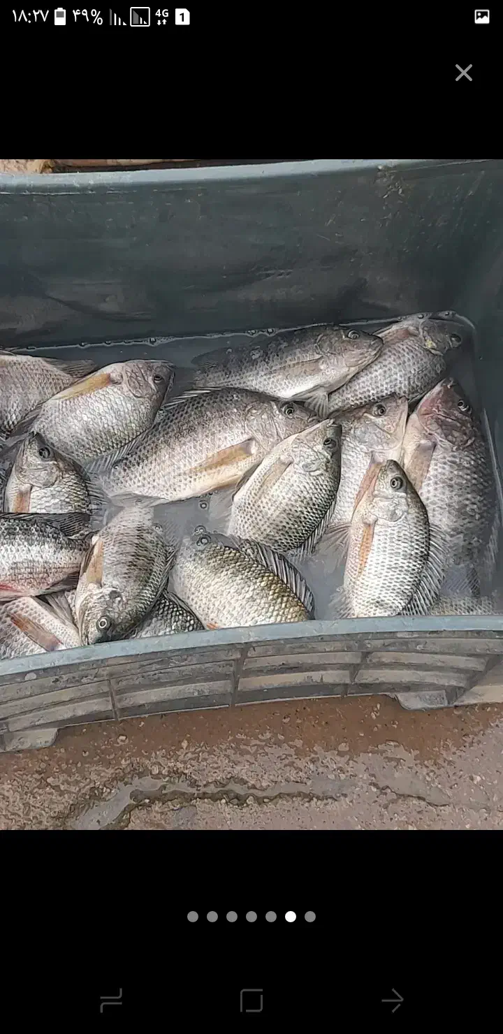 شادگان|ماهی|شادگان, |دیوار