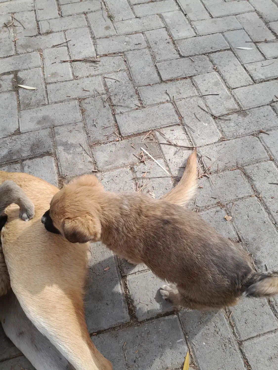 واگذاری سگ|سگ|همدان, |دیوار