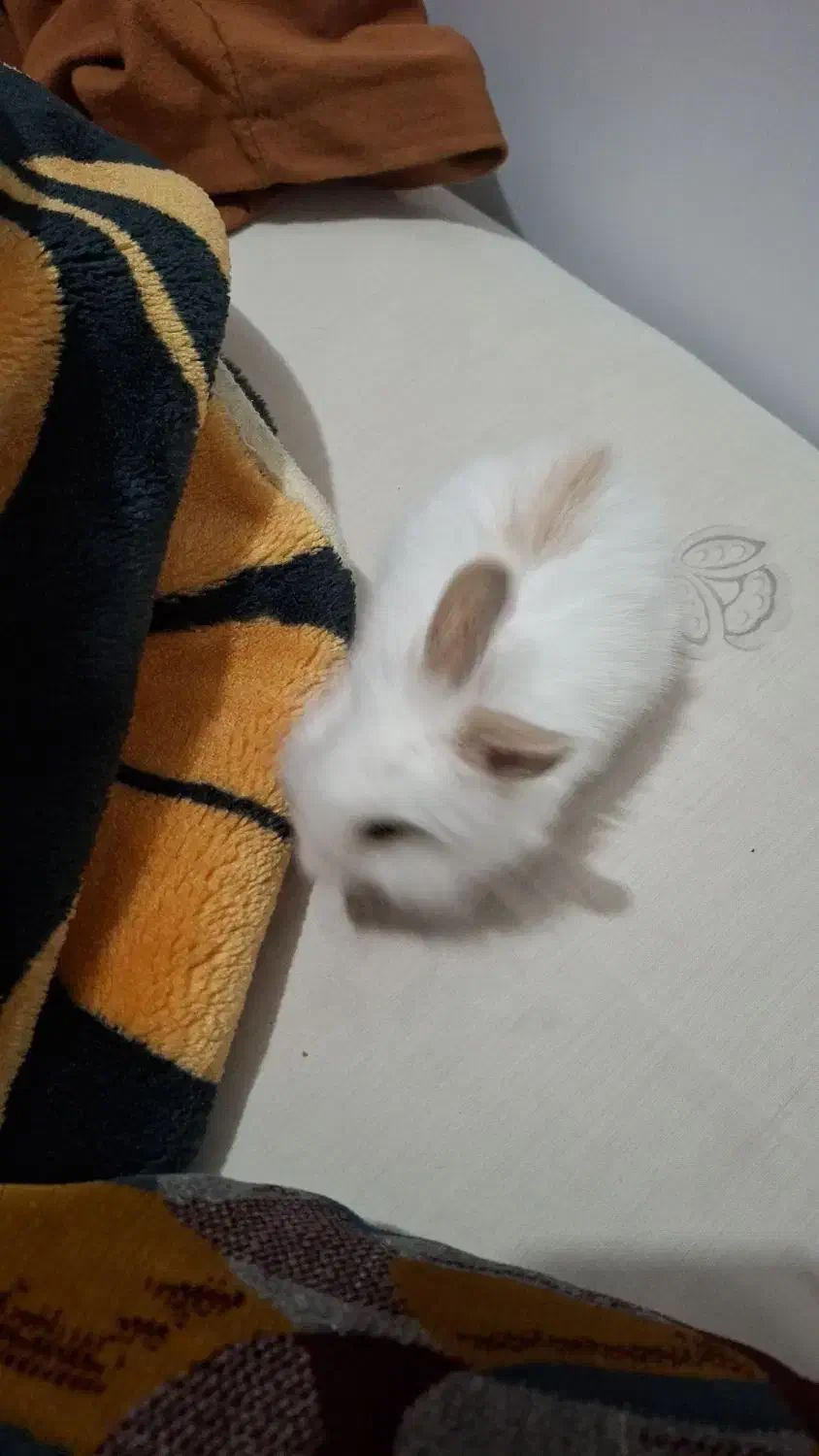 خرگوش|موش و خرگوش|خمینی‌شهر, |دیوار