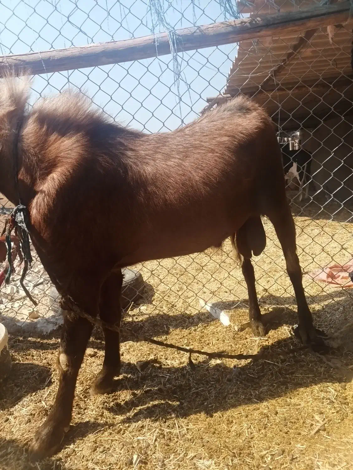 یک عدد بز نر سوسنگرد روستای مرعی|حیوانات مزرعه|سوسنگرد, |دیوار