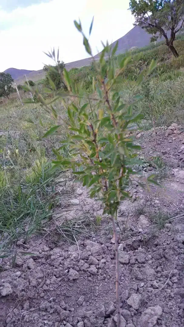 زمین دیم|فروش دفتر صنعتی، کشاورزی، تجاری|آذرشهر, |دیوار