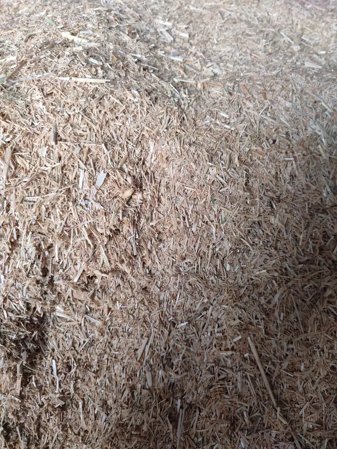 کاه گندم|حیوانات مزرعه|گناباد, |دیوار