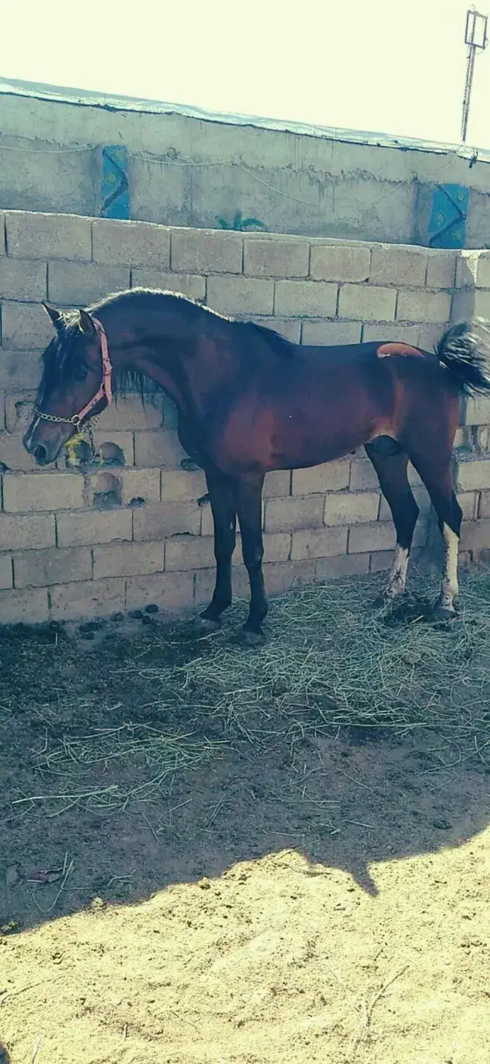 اسب عرب عراقی ۵ ساله|اسب و تجهیزات اسبسواری|پارسآباد, |دیوار