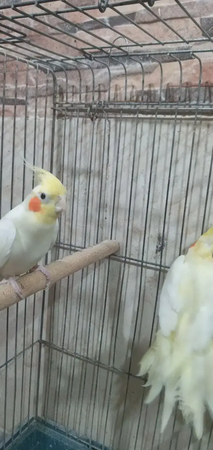 عروس هلندی جفت|پرنده|اردبیل, |دیوار